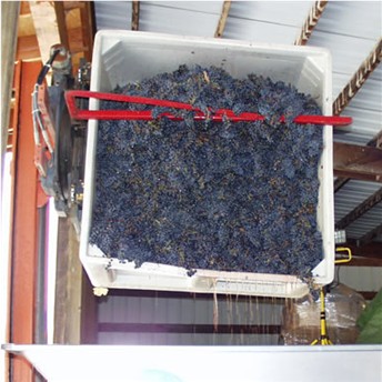 Frazier Cabernet